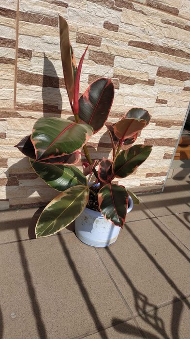 ''Belize'' figowiec sprężysty, fikus