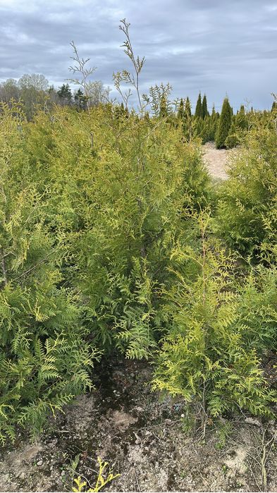Tuja Thuja Brabant 200 cm