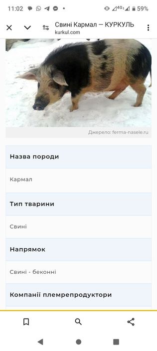 Еко--Ферма  пропонує поросят породи Кармал