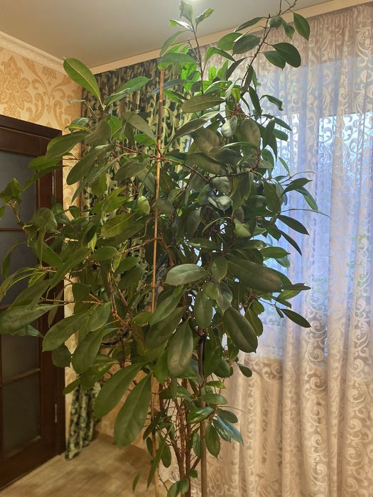 Фікус великий ~ 2,5 м