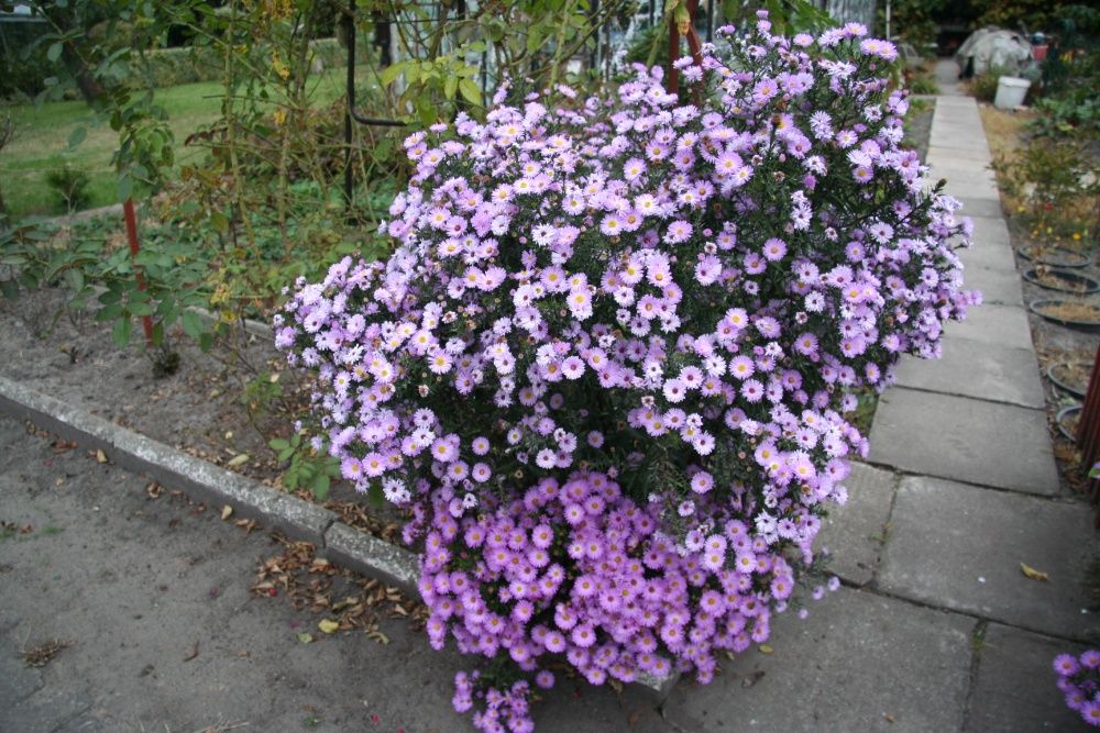 Sprzedam byliny do ogrodu 10szt