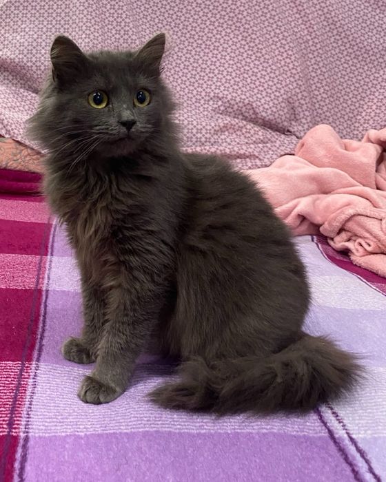 Кошеня шукає родину