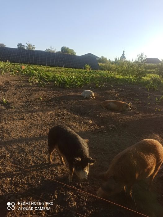 Продам Венгерську мангалицю