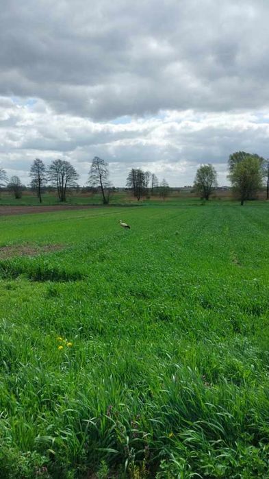 Sprzedam działkę rolną.