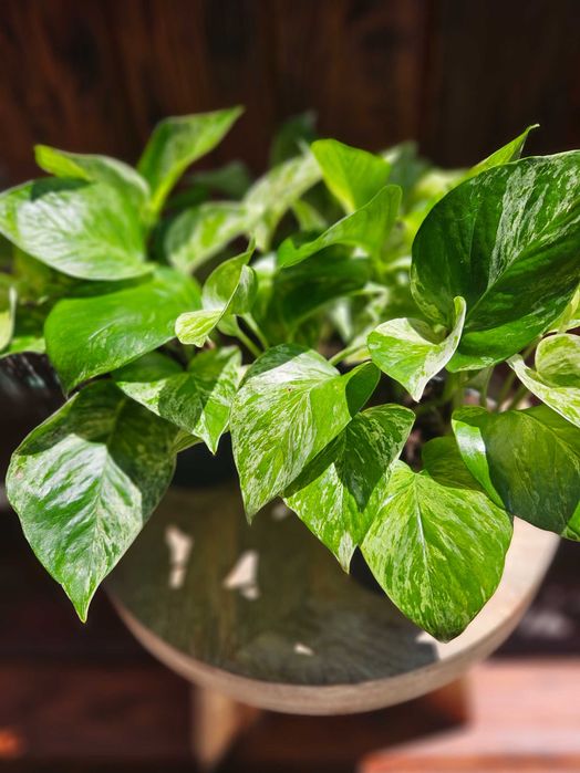 3×Epipremnum Marble Queen