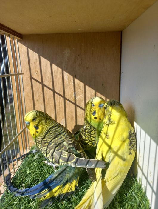 papugi faliste samce