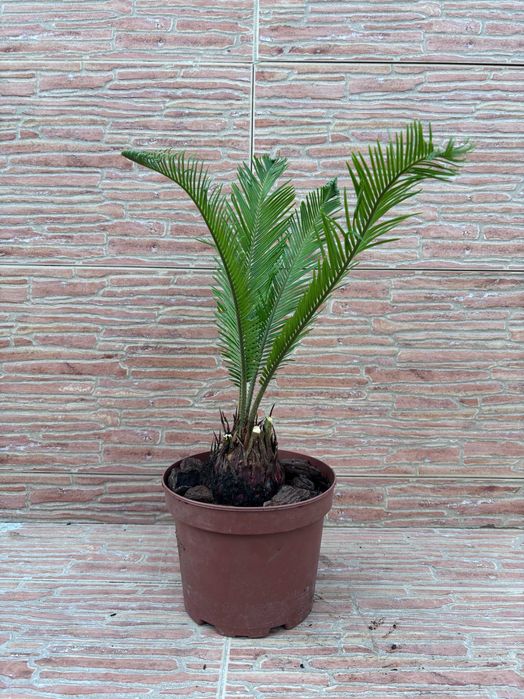 Plantas Sica (Cycas Revoluta) em Vaso - Vários Tamanhos