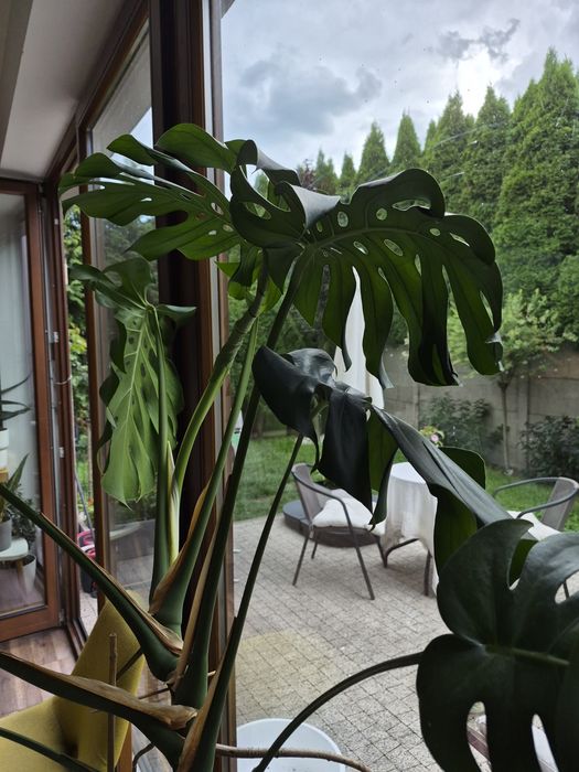 Duża  efektowna Monstera