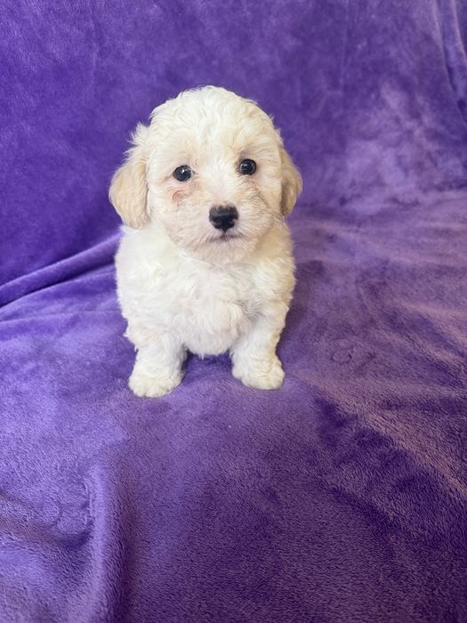 Caniche menina mini