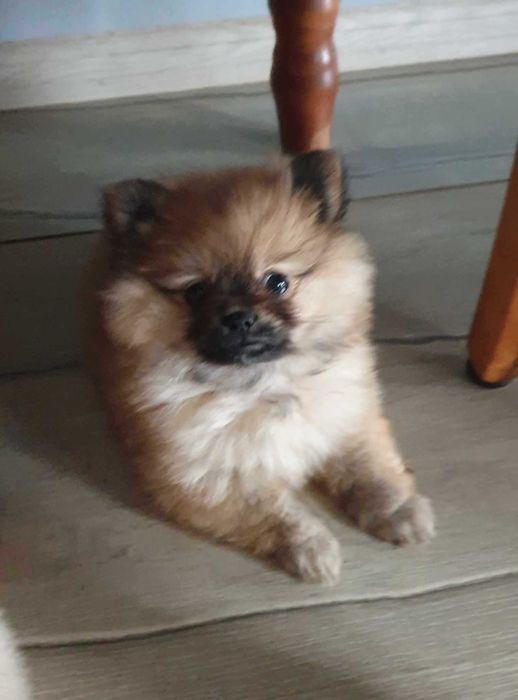 Szpic miniaturowy pomeranian