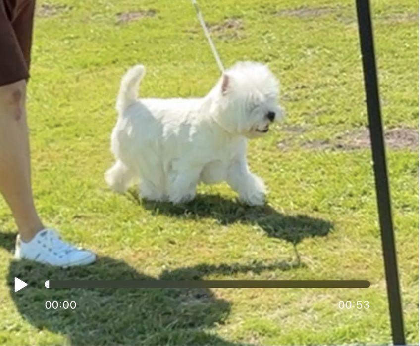 West Highland White Terrier