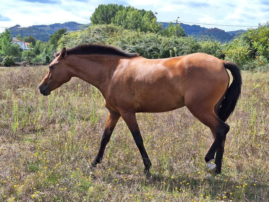 Egua Puro sangue lusitano