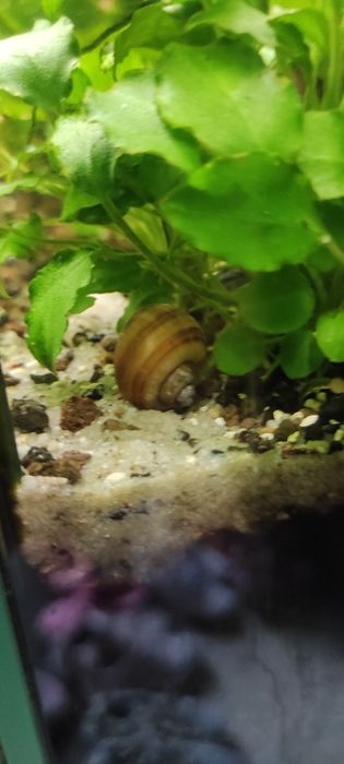 Ślimaki akwariowe