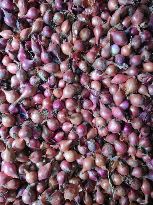 Цибуля сіянка тиканка Радар, Штуттгарт, Стурон, Чеботарський, Сноубол,