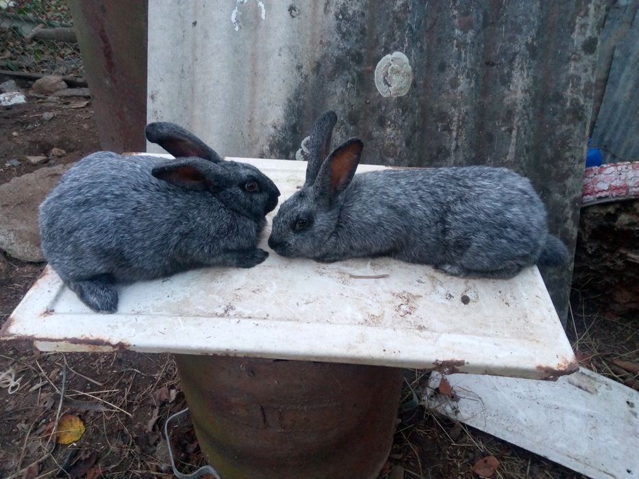 Продам кролі ,кролики