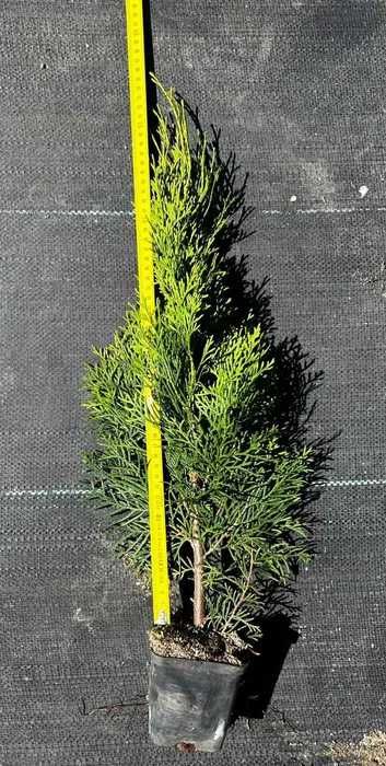 Tuja Szmaragd, żywopłot, piękne sadzonki TANIO, Doniczka