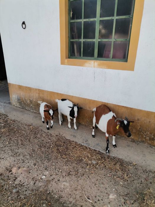 Cabritos e cabras anãs nascidos em Agosto