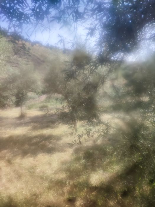 Vendo um terreno em mós Moncorvo