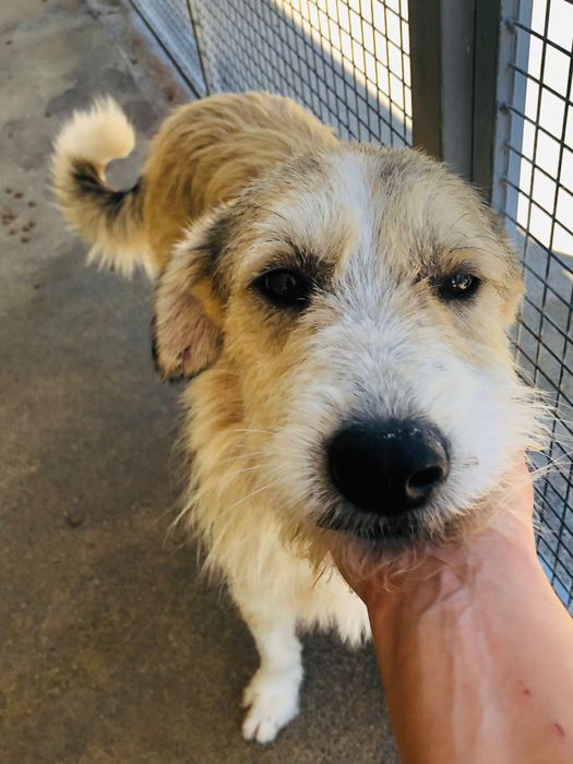 Jaerry - cao jovem de porte grande pra adoçao