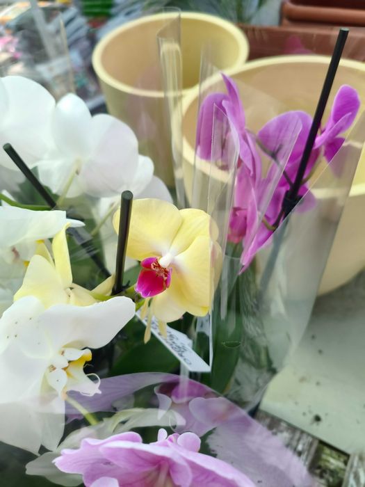 Orquídea Phalaenopsis - planta em vaso