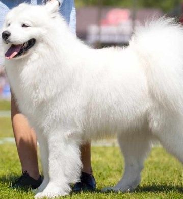 Samoyed/Samojed Reproduktor