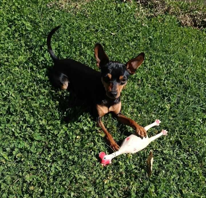 Pinscher fêmea castanha
