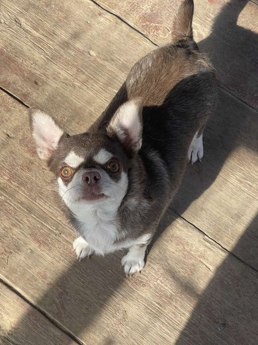 Взрослая девочка чихуахуа