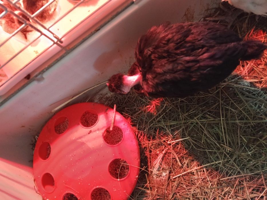 Jaja lęgowe kurek niosek