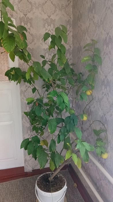 Лимон комнатный плодоносящий