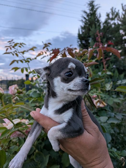 Suczka Chihuahua -XXS