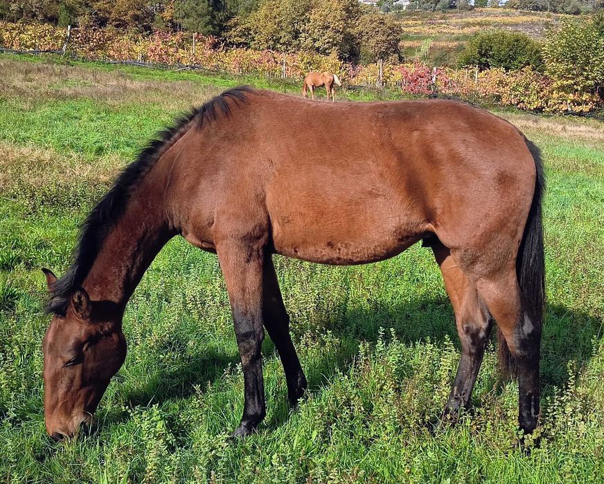 Cavalo Puro Sangue Lusitano