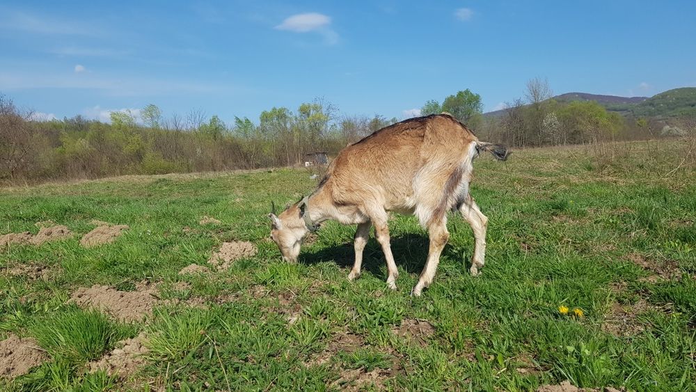 Продам дойну козу, перший окот