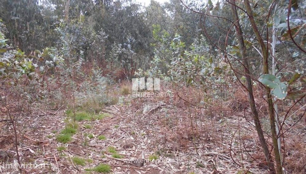 Venda de Terreno florestal, Carreço, Viana do Castelo — Carreço, Viana do Castelo