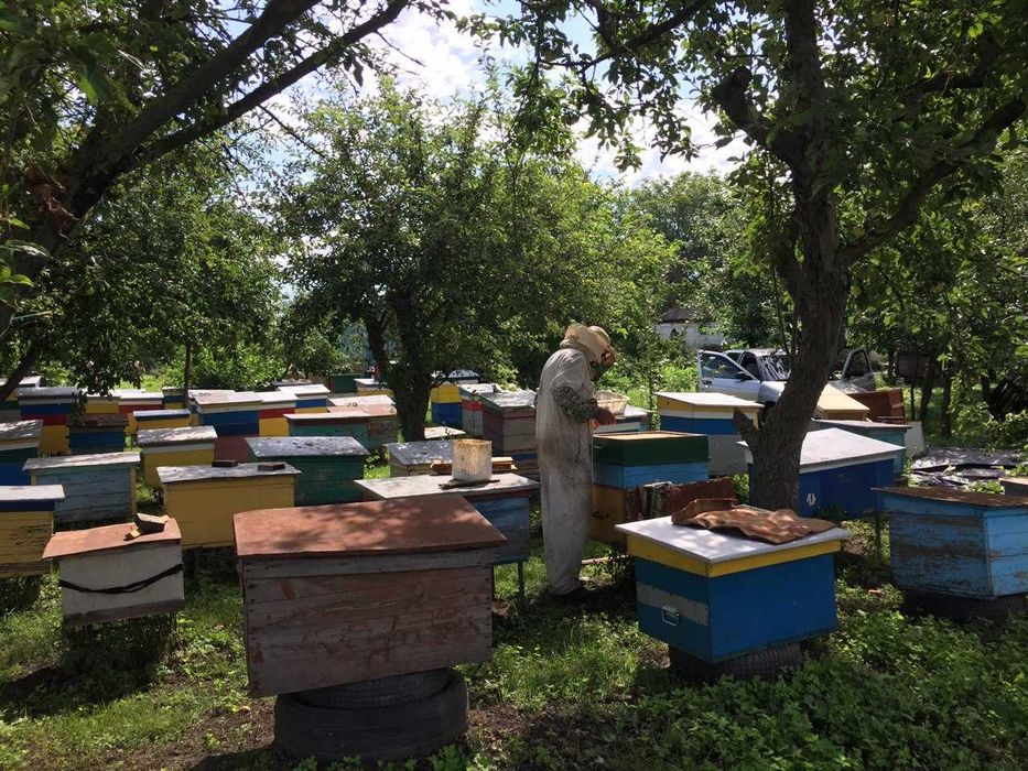 Продам бджолосім'ї