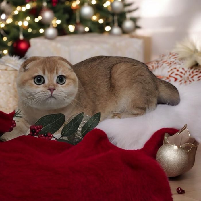 Гарнесенький хлопчик 7 міс. Scottish fold. В розведення.