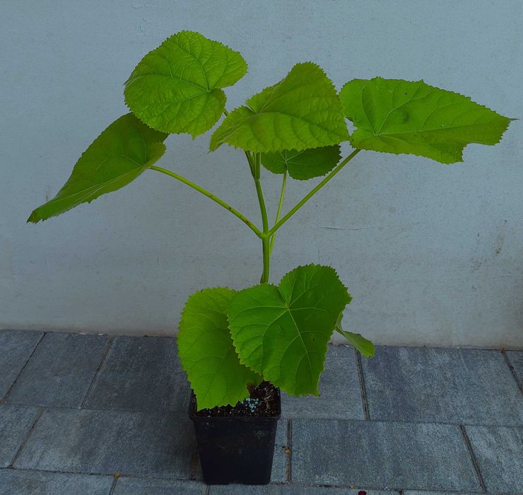 Drzewo tlenowe Paulownia ShanTong Oxytree sadzonki producent