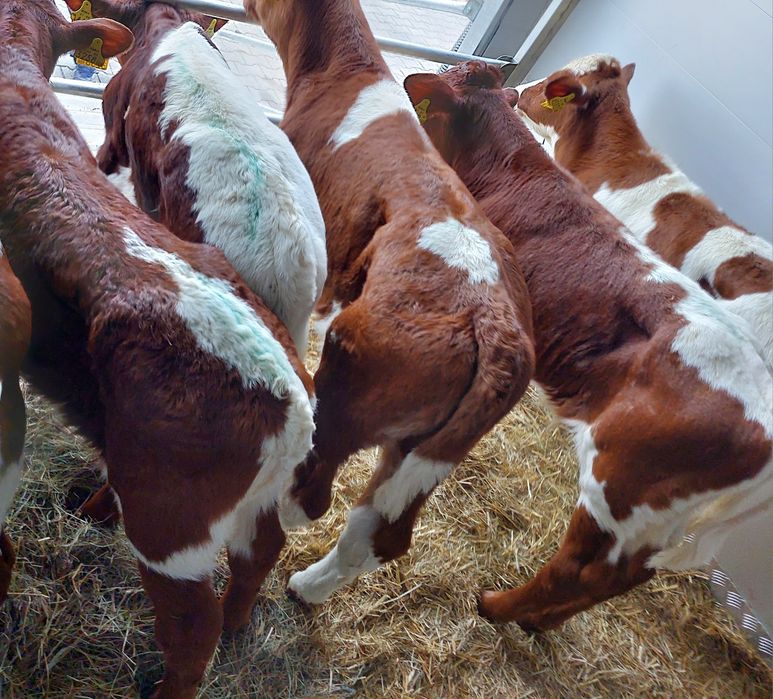 Byczki mięsne cielęta