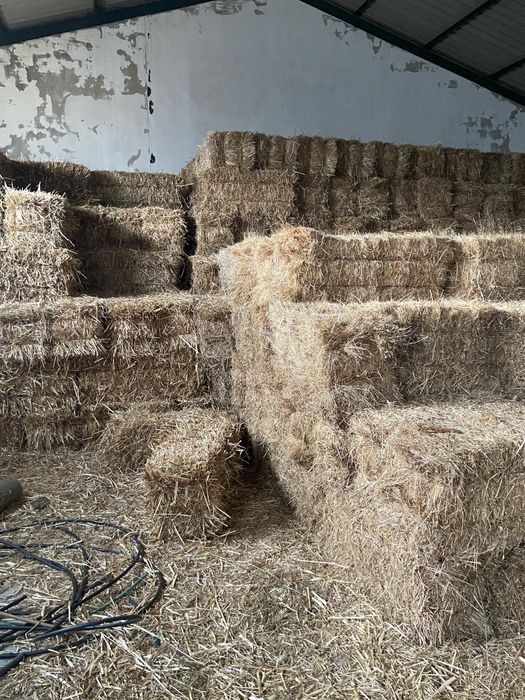Feno Semeado Fardos Pequenos