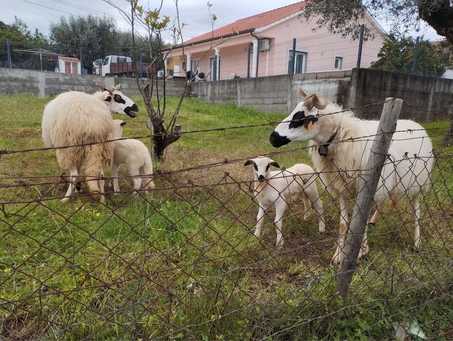 Vendo borregos algarvio macho