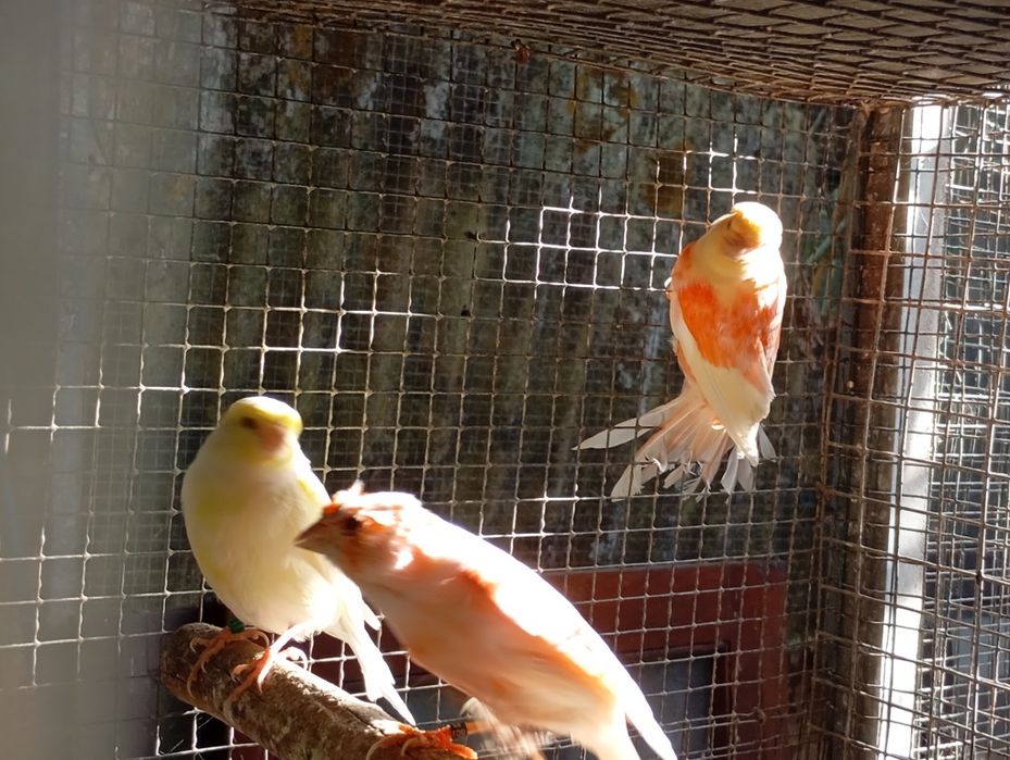 Aves disponíveis, roseicollis, periquitos de várias mutações, caturras, periquitos ingleses,rolas diamante, mandarins, aves criadas à mão, caturras.