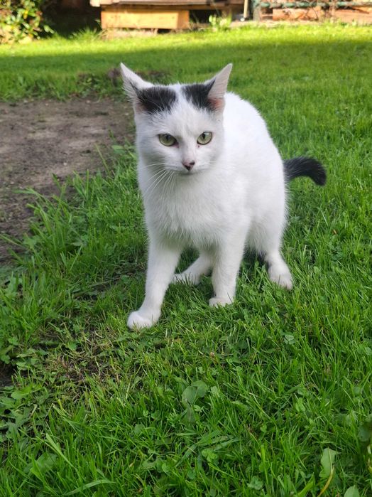 Koteczka Kropka do adopcji