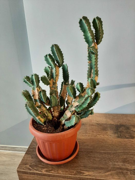 "Кактус" эуфорбия древовидная, суккулент