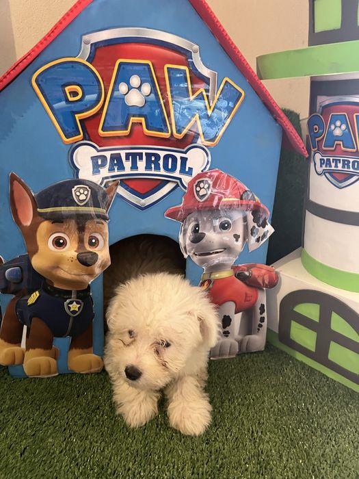Bichon maltes super top femea olhos azuis