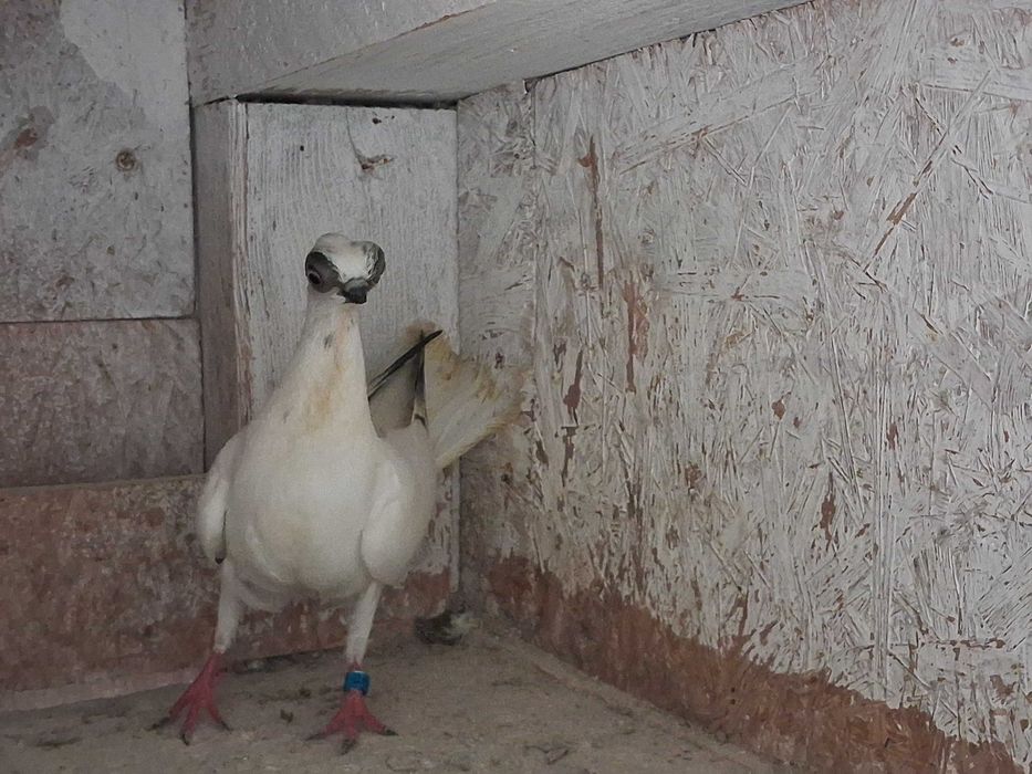 szek szeki para na białych ogonach