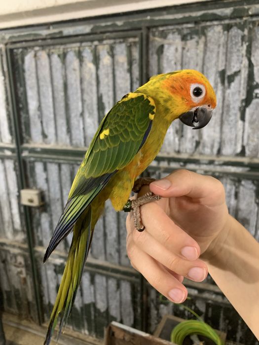 Aratinga sol criada à mão