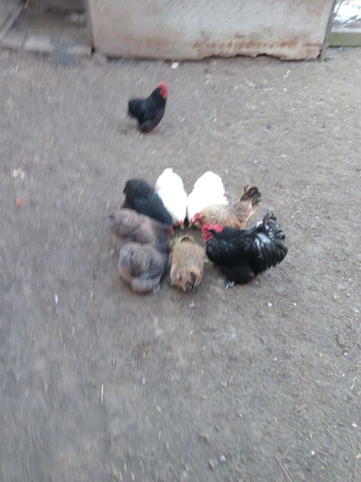 Карликові кохінхіни