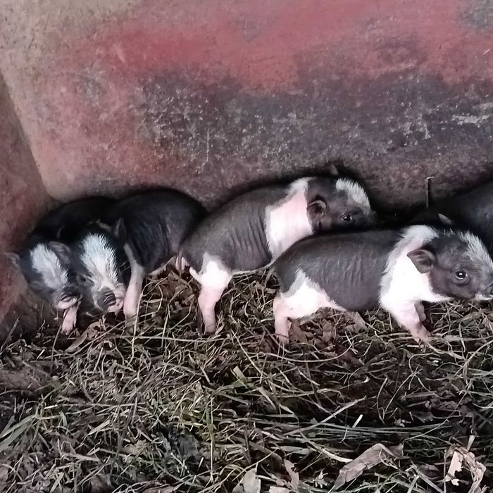porcos vietnamita / Min pigs