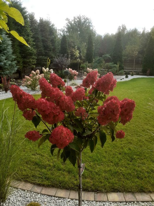 Hortensje różne odmiany w doniczkach 5l i 3l