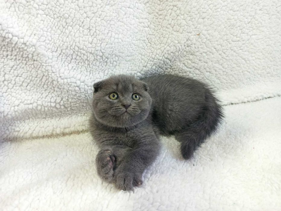 Gatinho Scottish fold