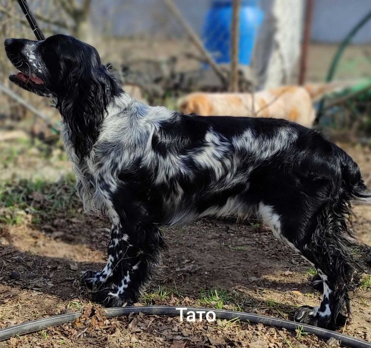 Мисливський спаніель